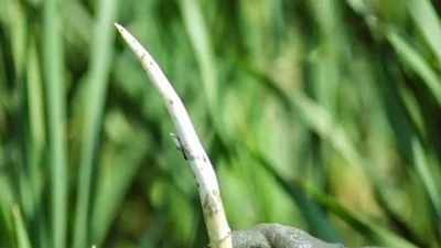 Thứ rau trắng muốt mọc dại, lớn nhanh như thổi, 10 ngày hái bán 1 lần, nông dân thu tiền mỏi tay