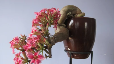 Loài cây may mắn, chiêu tài hút lộc, trồng nhiều ở đền chùa Việt Nam
