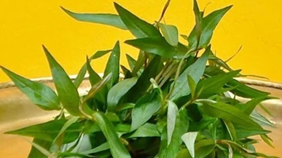 12 loại rau sạch nhất Việt Nam, ít ngậm hóa chất được bán đầy ở chợ với giá rẻ, 2.000 đồng là mua được