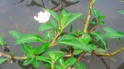 Cây dại mọc bờ ao mỗi năm chỉ có một mùa, giờ thành đặc sản nổi tiếng trong nhà hàng vì hương vị đặc biệt, 90.000 đồng/kg