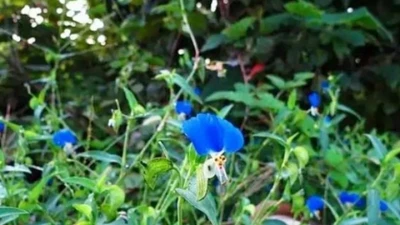 Hoa dại mọc bờ ruộng, người thường ngó lơ, người tinh mắt hái bán đếm tiền