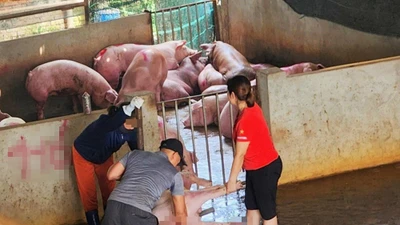 “Lò” giết mổ gia súc không phép, ô nhiễm: Chủ cơ sở nói gì?