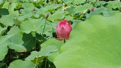 Giáo sư Hồ Khải Xương: Nhà khoa học tạo máy phát điện từ... lá sen 