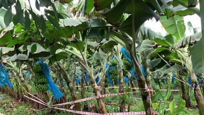 Phát hiện bé sơ sinh đang phân hủy trong túi vải đen tại Bà Rịa – Vũng Tàu