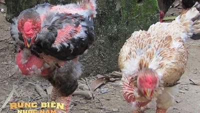 Loài gà độc nhất thế giới ở Việt Nam: Dân mạng quốc tế trầm trồ, chuyên gia ẩm thực ngỡ ngàng