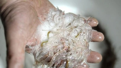 Loài này xưa từng cho lợn ăn, giờ "đắt khét", được cả dân buôn lậu săn lùng vì lợi nhuận quá cao