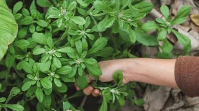Cây dại mọc bờ bụi xưa cho gà ăn, nay thành đặc sản người thành phố tranh nhau mua vì hương vị lạ, 80.000 đồng/kg