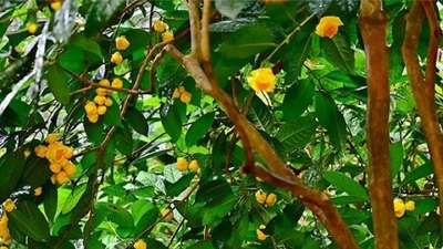 Loài hoa có giá bán vài chục triệu/kg, nhà giàu cũng coi như "báu vật"