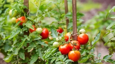 12 thực phẩm mùa hè giúp thanh nhiệt, khỏe từ trong ra ngoài, bán đầy ở chợ Việt, từ 5.000 đồng là có thể mua