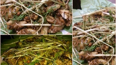 Dân nhậu lùng sục kiếm nhộng ve sầu để “khóa tuổi thanh xuân”