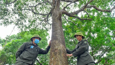 Thăm rừng sến lớn nhất Đông Nam Á tại Thanh Hóa