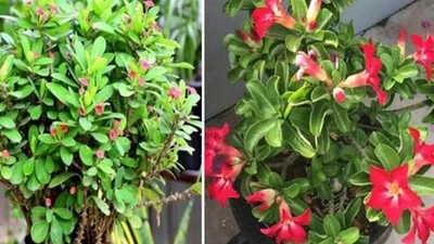 Lưu ý 4 loại hoa chứa "độc tính" không nên để trong nhà