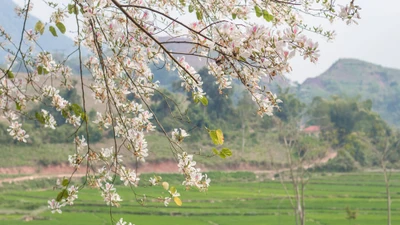 Điện Biên rực rỡ mùa hoa ban hút du khách