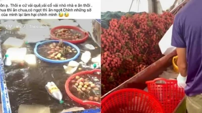Thực hư thông tin quả vải ngâm thuốc, ngâm hoá chất để tươi lâu