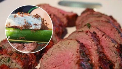 Về Tam Đảo ăn bò tái kiến đốt - Vừa sợ vừa mê