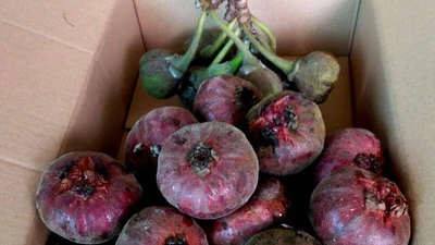 Loại quả mọc dại trong rừng thành đặc sản mùa hè, dân hái về bán 70.000 đồng/kg, người thành phố "săn lùng"