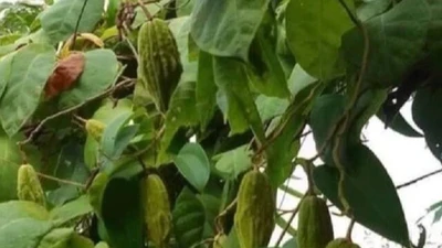 Loại quả mọc dại xưa chín rụng đầy gốc, nay dân hái về bán 70.000 đồng/kg thành đặc sản mùa hè, dân thành phố ưa chuộng