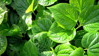 Bài thuốc hay từ lá lốt không phải ai cũng biết