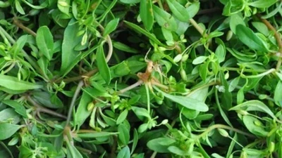 Cây dại mọc ven đường xưa không ai ngó ngàng, nay thành đặc sản có hương vị lạ được ưa chuộng, 60.000 đồng/kg