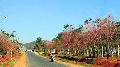 Lâm Đồng: Nhờ đâu Cty Thành Tâm An thắng gói thầu 3,34 tỷ làm đường tại Thọ Xuân?