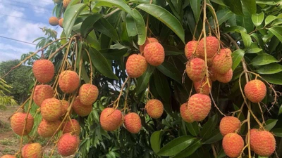 Vải u hồng đầu mùa đắt hơn sầu riêng vẫn “cháy hàng“