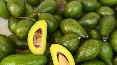 Bơ đầu mùa tăng giá gấp đôi
