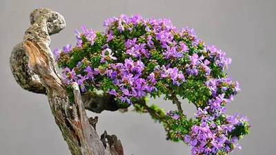 Cây dại hoa thơm nức lên chậu thành bonsai đắt đỏ hút khách