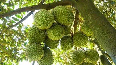 Giá sầu riêng bất ngờ lao dốc