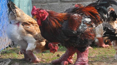 Gà Đông Tảo “gây bão” trên báo nước ngoài