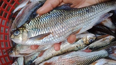 Loài cá trên núi cao, nửa triệu đồng/kg vẫn “cháy hàng“