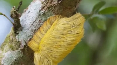 Loại sâu bướm trông giống tóc giả nhưng lại độc nhất 