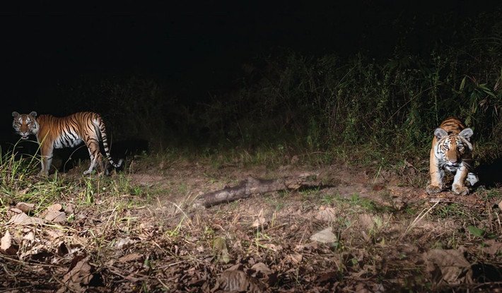 Hai con hổ quý hiếm lọt vào ống kính camera ngụy trang ở miền đông Thái Lan. (Nguồn Guardian)