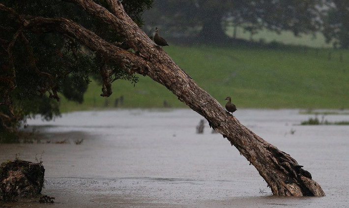 Hai con vịt trèo lên cây để tránh bão ở Billinudgel, Australia. (Nguồn Guardian)