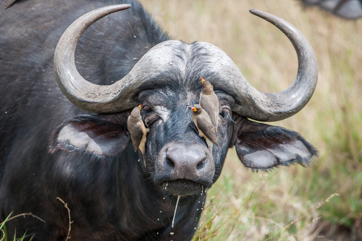 Chim tập trung bắt bọ trên đầu trâu rừng trong vườn quốc gia Masai Mara, Kenya. (Nguồn Guardian)