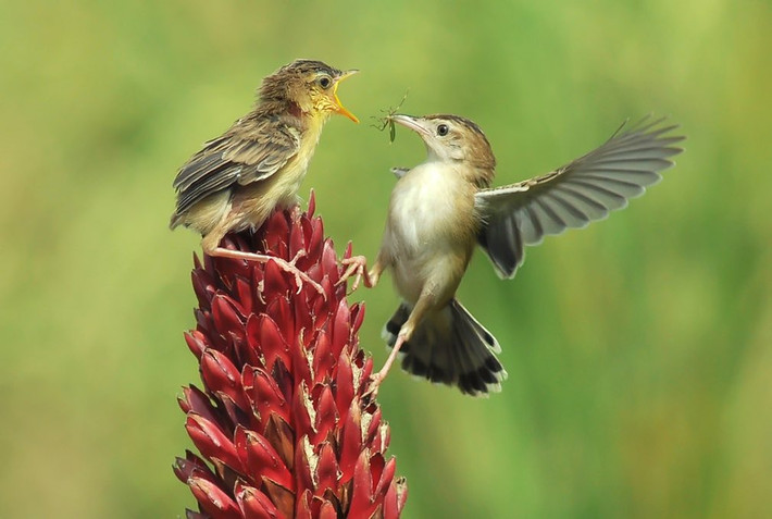 Chim chiền chiện mớm mồi cho con non ở Tây Sumatra, Indonesia. (Nguồn Guardian)