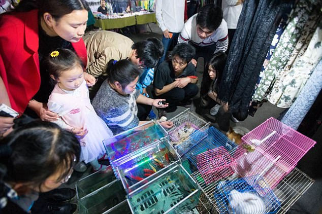 Chủ cửa hàng rao bán mỗi chú chó con giá khoảng 25 USD. (Nguồn Daily Mail)