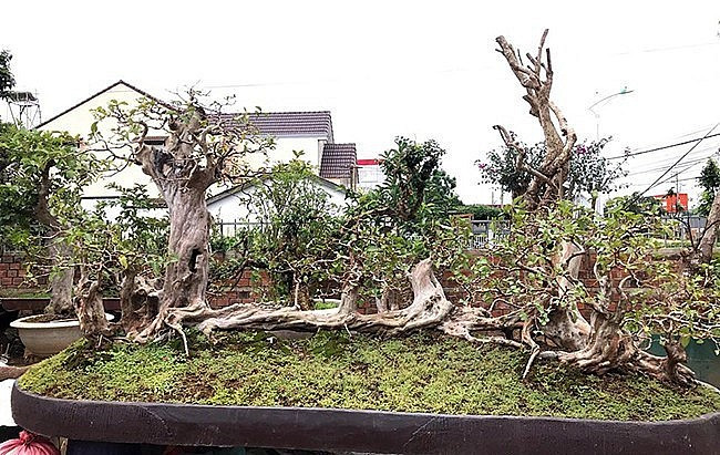 Ban đầu, người chủ cũ nhìn thấy cây ổi tưởng là một quần thể ổi nhưng khi đánh thấy có một rễ lớn ăn sâu vào đất mới biết đây chỉ là một cây ổi. Ảnh: Thuonghieusanpham