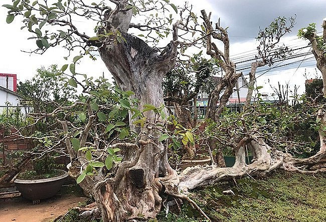 Nhiều năm nay, ổi bonsai được xếp trong hàng ngũ cây cảnh có sức hút và giá trị lớn. Giới chơi cây cảnh từng xôn xao trước giao dịch ổi cổ thụ dáng độc lạ của một đại gia ở Lào Cai. Ảnh: Thuonghieusanpham