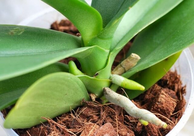 Tuy nhiên, để nuôi một chậu lan hồ điệp không hề đơn giản với người tập trồng hoa. Bởi, rễ lan hồ điệp rất mỏng manh, dễ bị thối. Ảnh: Internet