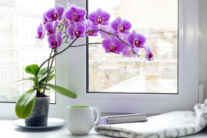 Lan hồ điệp là một trong những loài phong lan nổi tiếng được đông đảo khách hàng ưa chuộng. Lan hồ điệp có tuổi thọ lâu dài, màu sắc lạ mắt và kiểu dáng độc đáo. Ảnh: BAB Orchids