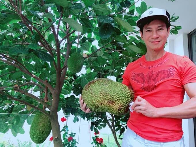 Trong khu vườn, Lý Hải trồng đủ các loại cây ăn trái như mít, xoài...