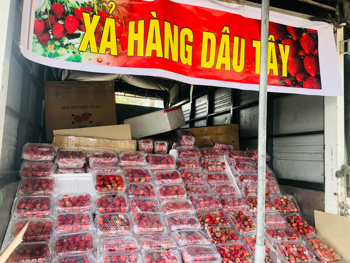 Trên tuyến đường Tố Hữu (Thanh Xuân, Hà Nội) có gần chục xe bán tải, xe thồ căng biển "Xả hàng dâu tây". Ảnh: Suckhoedoisong