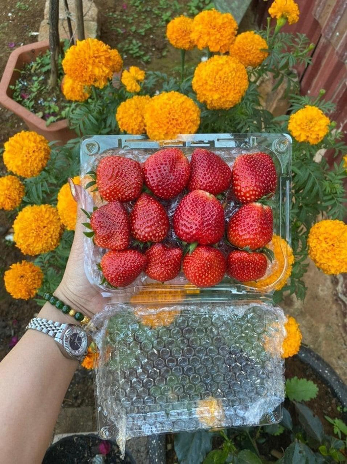 Theo ông Huệ, hiện giá bán dâu tây tại tỉnh này ở mức 100.000 - 300.000 đồng/kg (tùy kích cỡ). Ảnh: Facebook