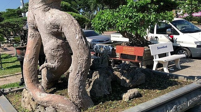 Gốc cây duối có hình thù độc đáo, lạ mắt. Ảnh: Thuonghieusanpham