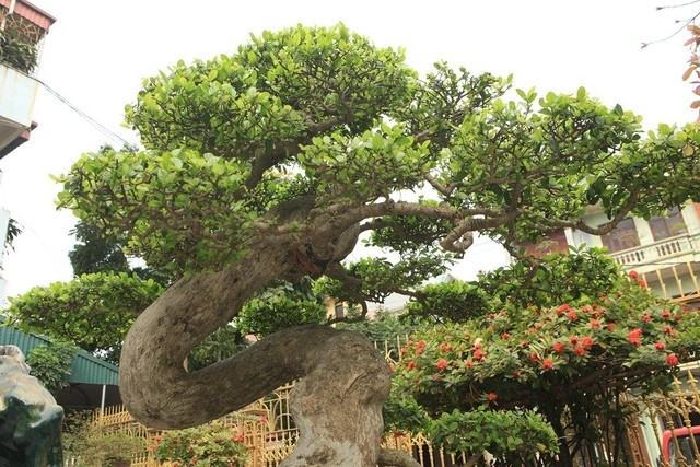 Cây duối nổi bật bởi dáng vẻ uyển chuyển, uốn lượn theo hình chữ “Tâm” và được tuyên bố đây là “cây duối cổ đẹp nhất Việt Nam” và giá lên tới cả triệu đô la. Ảnh: Dân trí