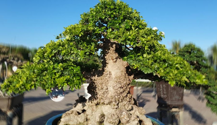 Cây dáng trực, bố cục hài hòa, vừa có dáng vẻ mạnh mẽ lại toát lên vẻ tinh tế, uyển chuyển. Ảnh: Báo giao thông