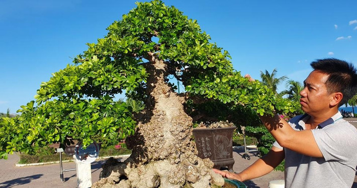 Tác phẩm ngâu bonsai thuộc sở hữu của anh Võ Thành Dũng - một nghệ nhân cây cảnh có tiếng ở Quy Nhơn (Bình Định). Ảnh: Báo giao thông
