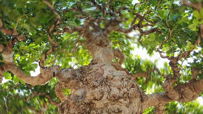 Đặc biệt, thân cây nổi nhiều u cục, sần sùi, trông rất bắt mắt. Ảnh: Thuonghieusanpham