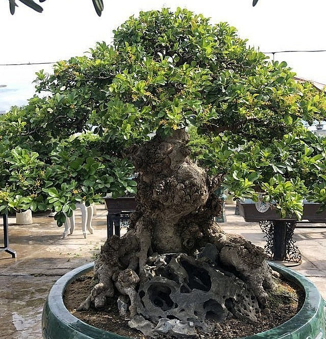 Giới mê cây cảnh từng xôn xao trước một siêu phẩm ngâu bonsai dáng độc được trả giá lên tới 1,5 tỷ đồng. Ảnh: Thuonghieusanpham