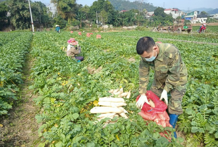 Sau thời gian trồng, củ cải nặng trung bình từ 0,8 - 1 kg/củ, thậm chí có củ nặng tới 2kg. Ảnh: Baobackan